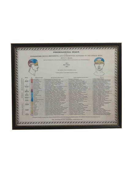 Phrenology Chart A3 